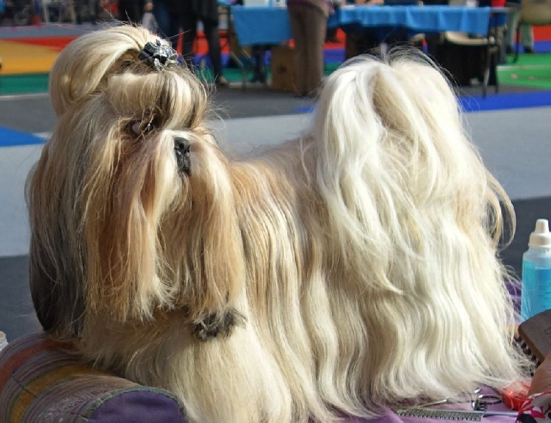 Joyce des pommiers du pays d othe