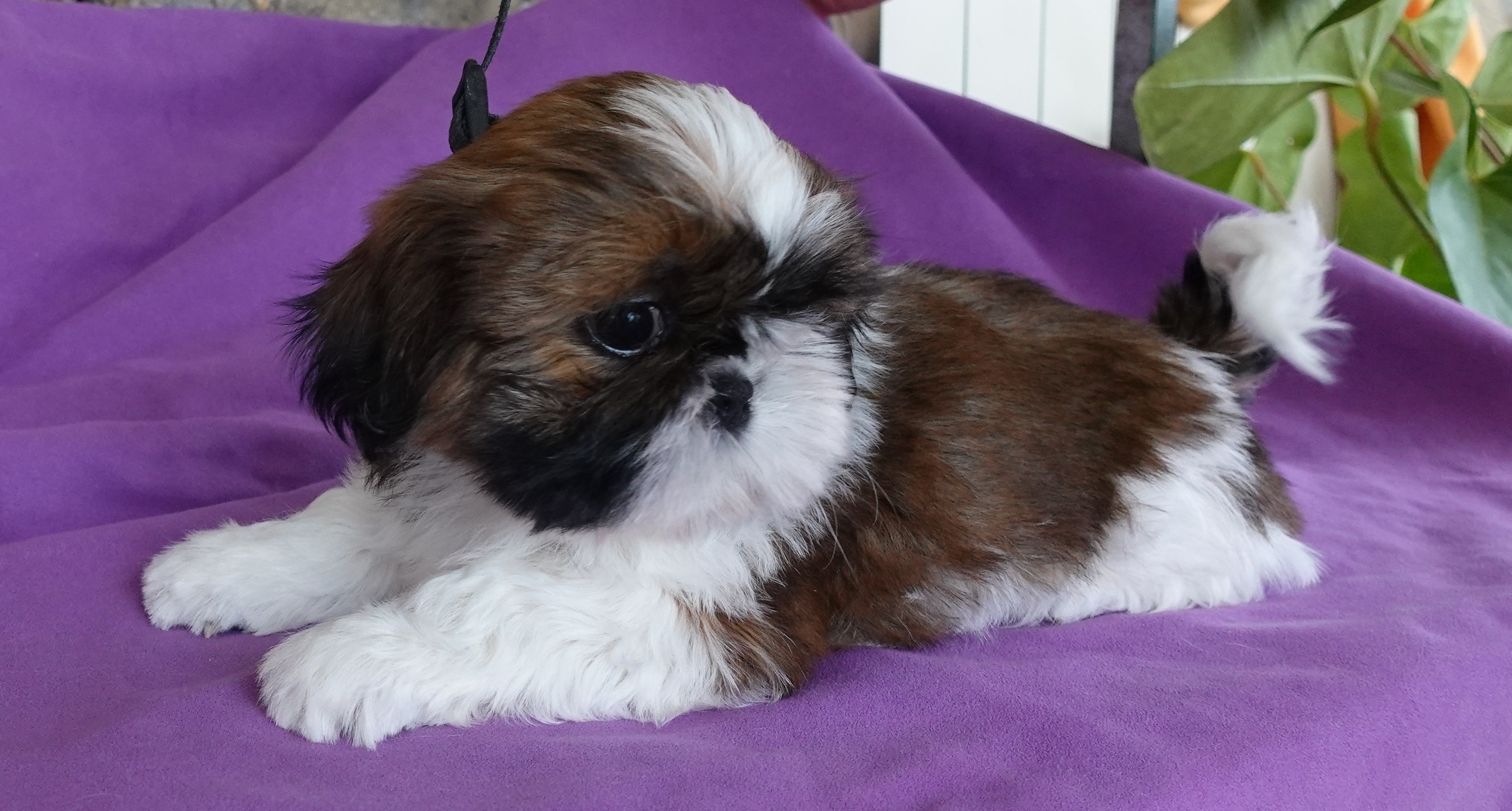 Pepito Des Portes De Shamballa