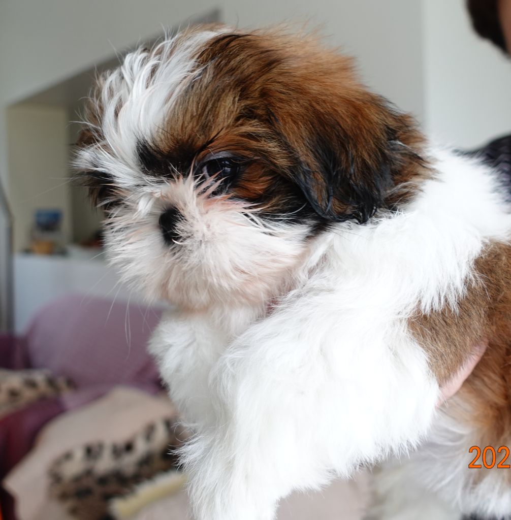 Shelby Des Portes De Shamballa