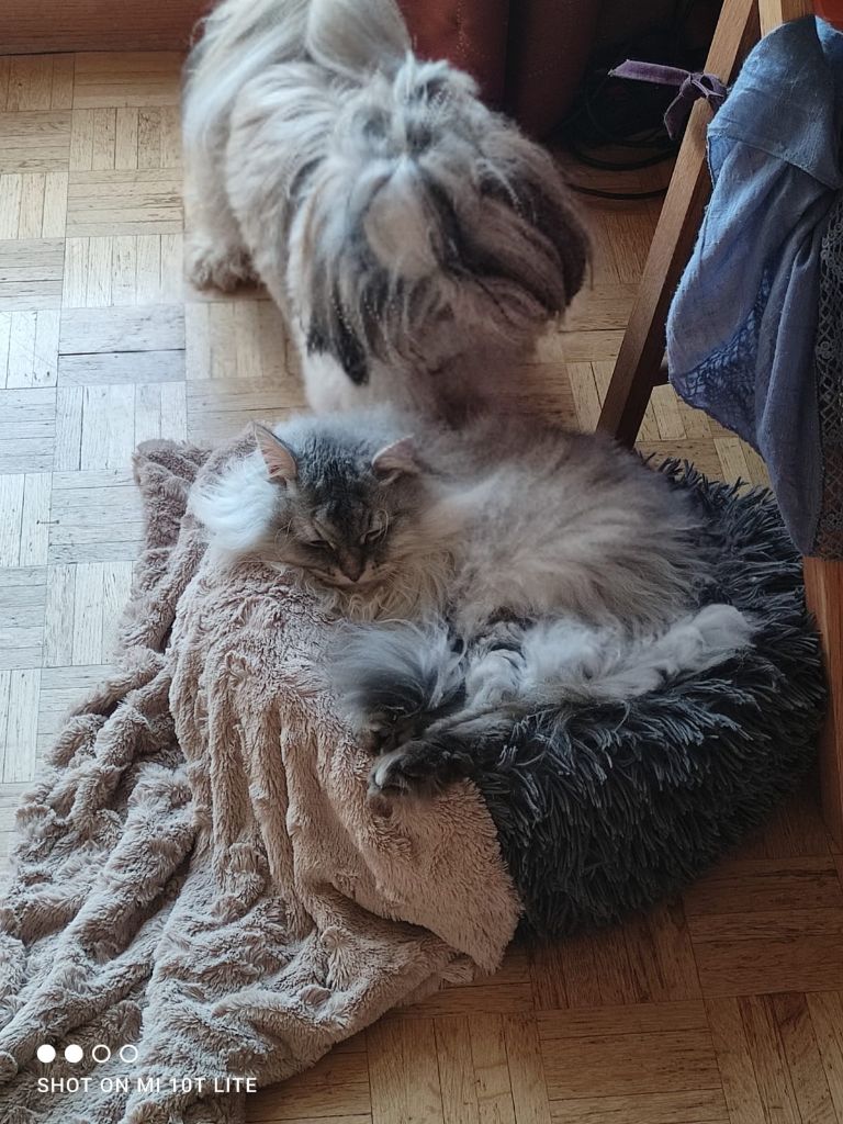 Des Portes De Shamballa - " N'est Pacha (pas chat) qui veut... "