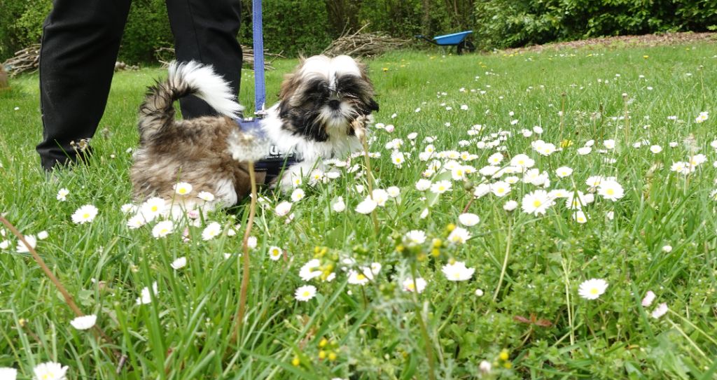 Des Portes De Shamballa - " Oh!!! Les belles fleurs!!! "