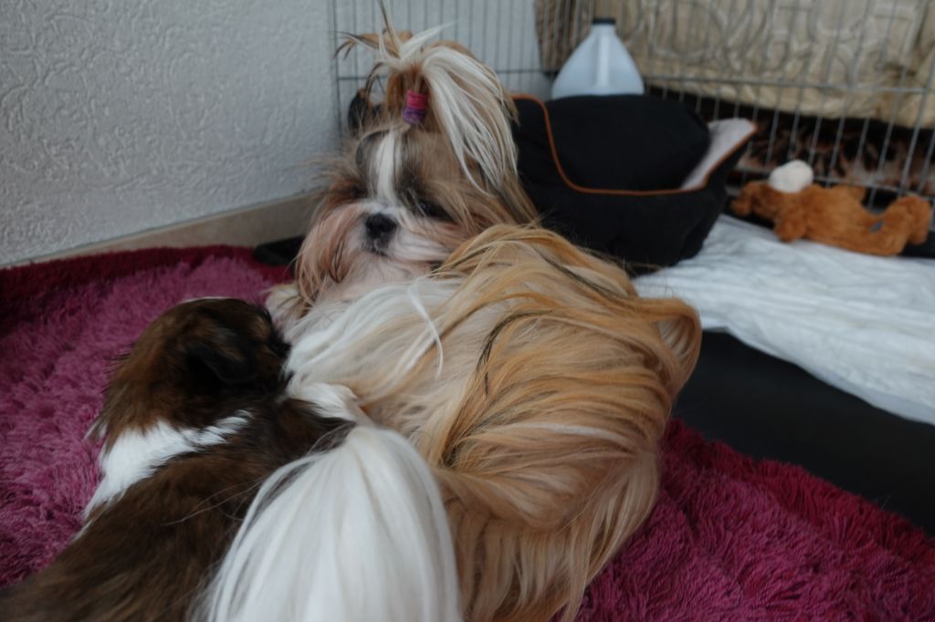 Des Portes De Shamballa - NAHITIS et les chiots...