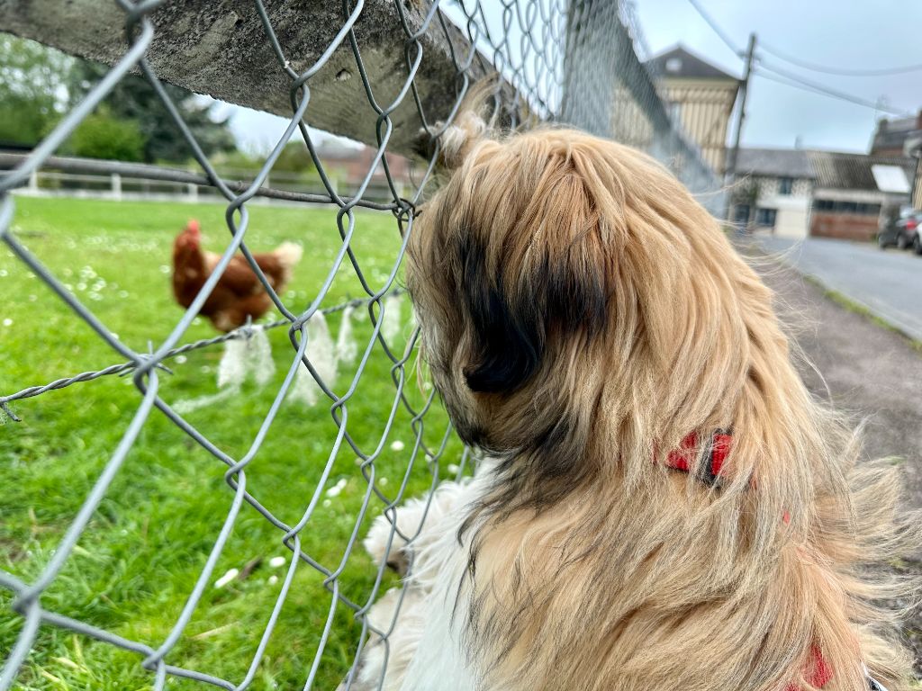 Des Portes De Shamballa - " Drôles d'animaux... "