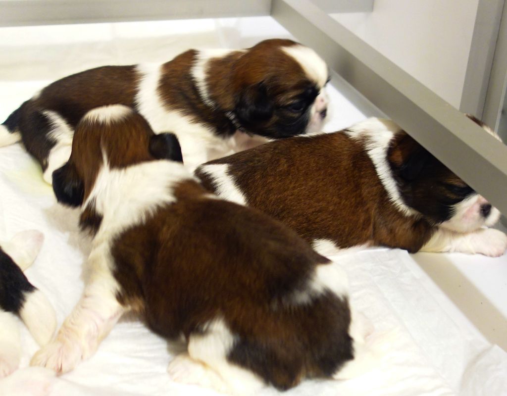 Des Portes De Shamballa - Les chiots sont maintenant visibles pour être réservés...