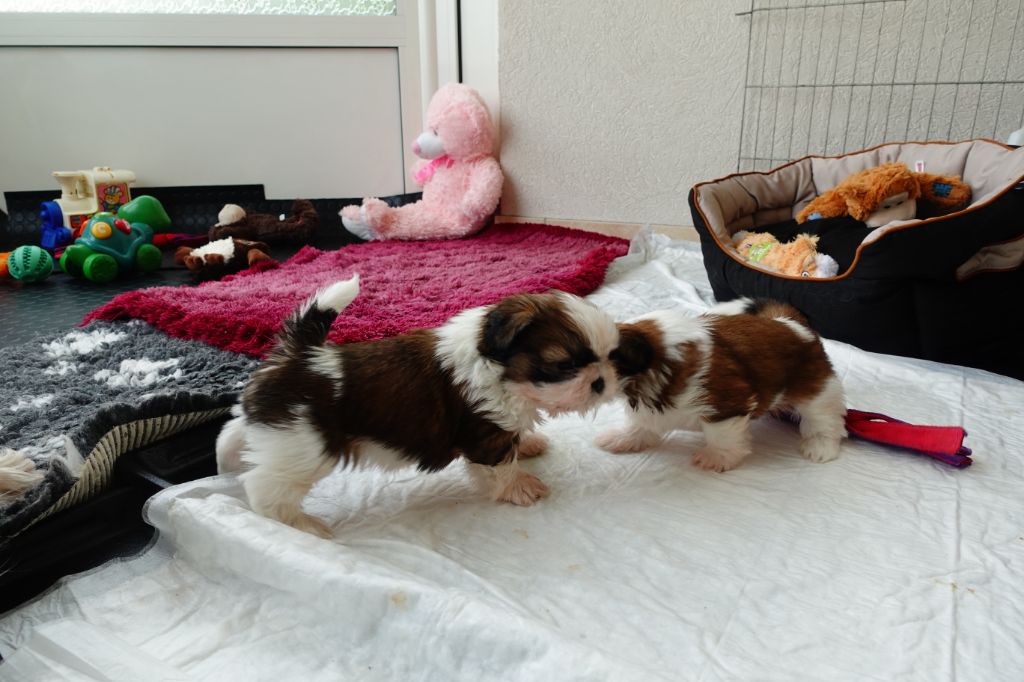 Des Portes De Shamballa - Evolution des chiots...