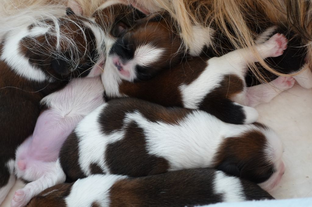 Des Portes De Shamballa - Les chiots ont 8 jours...