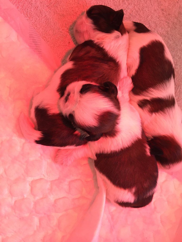 Des Portes De Shamballa - Bébés shih tzus disponibles...