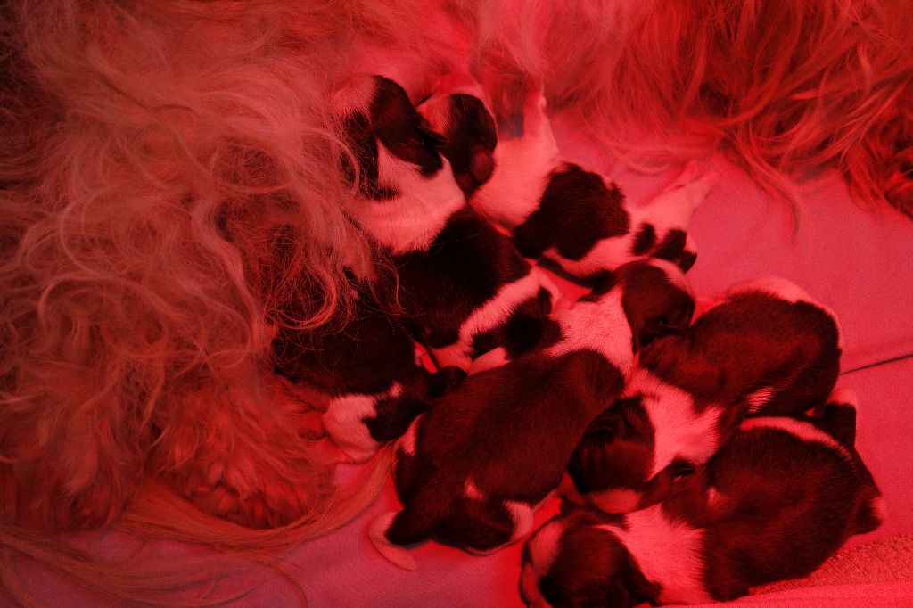 Des Portes De Shamballa - Ce n'étaient pas 4, mais 6 bébés qui sont arrivés...