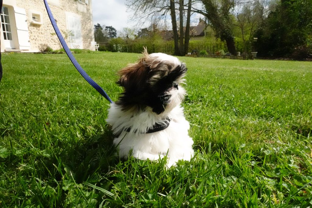 Des Portes De Shamballa - UPSA dans le jardin...