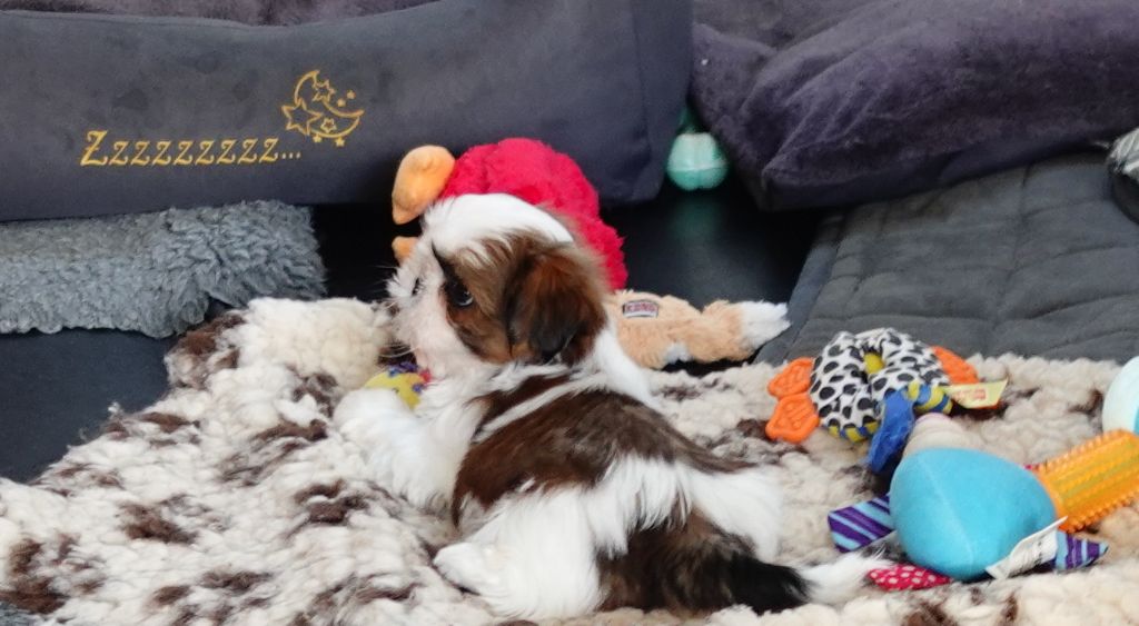 Des Portes De Shamballa - Le shih tzu adore son confort...