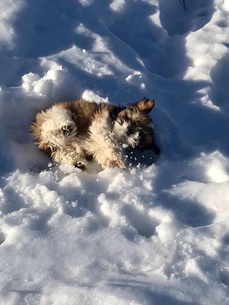 Des Portes De Shamballa - Jeux dans la neige...