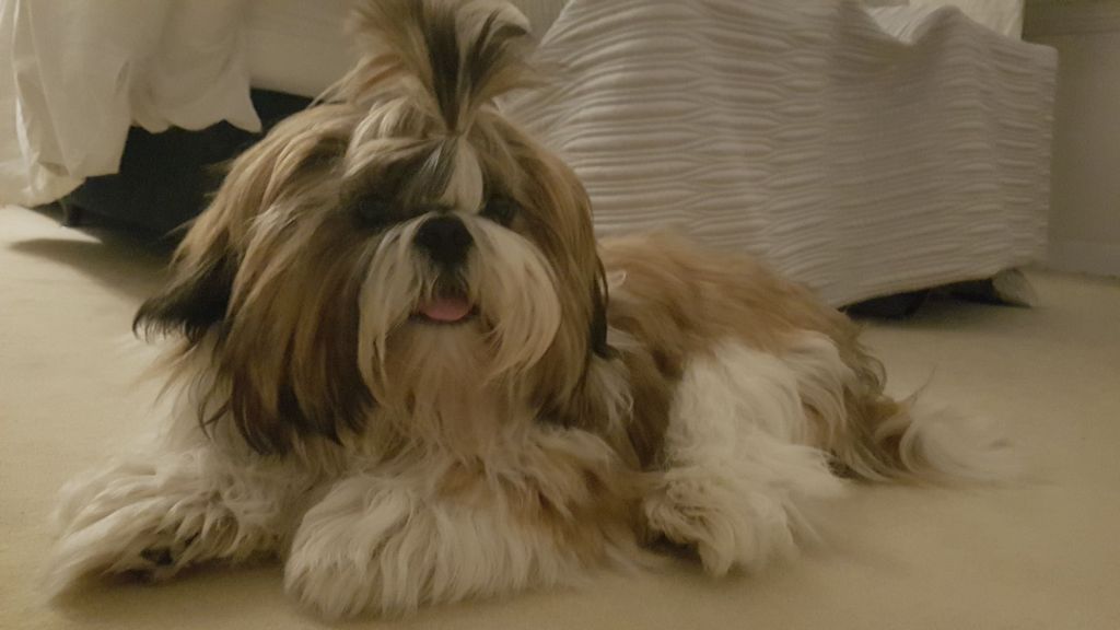 Des Portes De Shamballa - " Le shih tzu, un petit chien ZEN... "