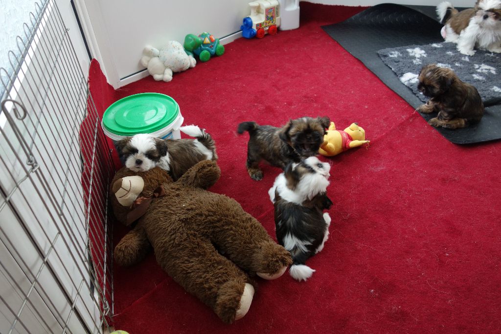Des Portes De Shamballa - Visite chez le vétérinaire pour les chiots de GUCCI...