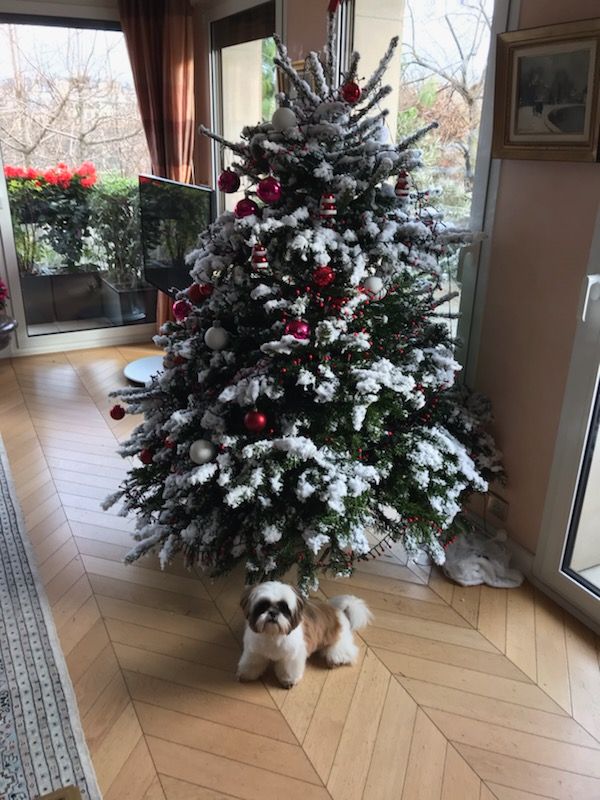 Des Portes De Shamballa - JOYEUX NOEL!!!