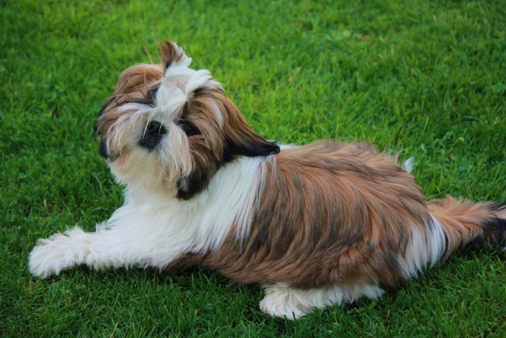 Des Portes De Shamballa - Le shih tzu est un chien très gentil...