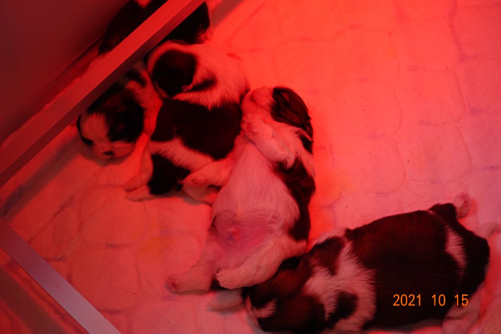 Des Portes De Shamballa - Les bébés ont 17 jours aujourd'hui.