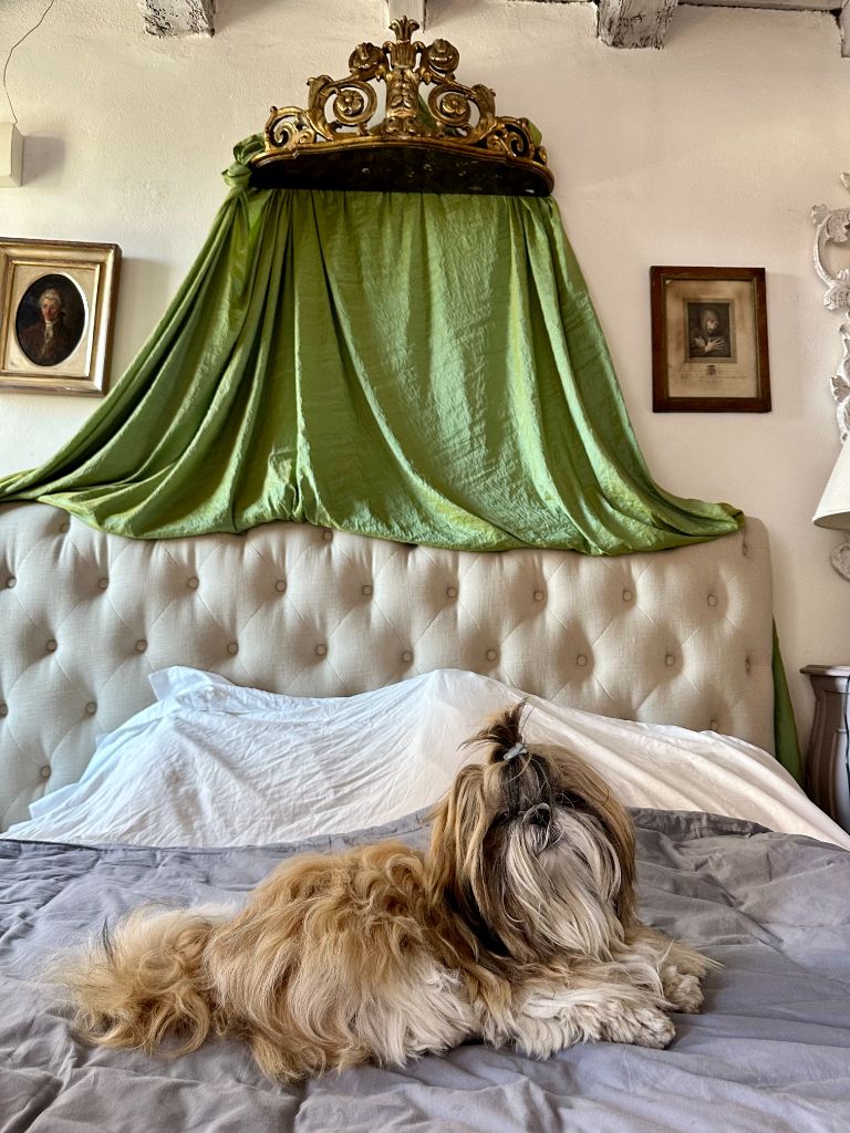 Des Portes De Shamballa - " Un chien lion à Pavie... "