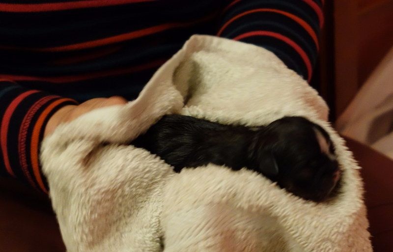 La naissance des bébés de GUCCI et d'IPOP