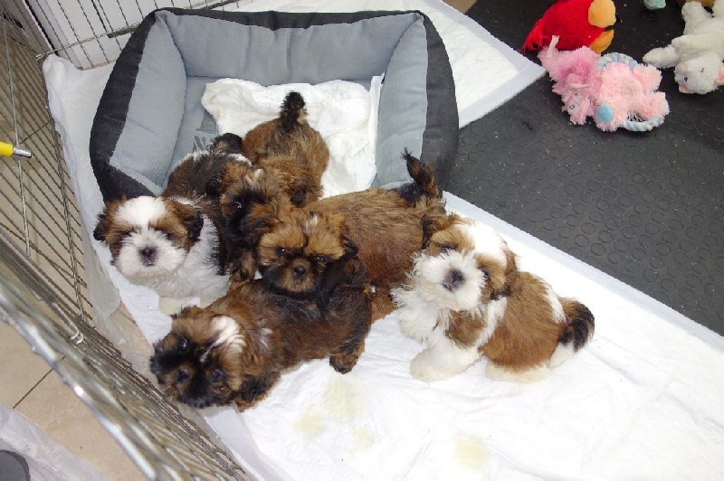 Des Portes De Shamballa - Shih Tzu - Portée née le 17/10/2015