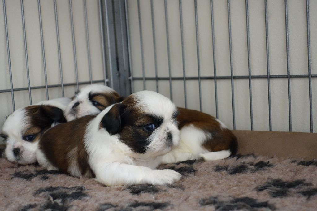 Des Portes De Shamballa - Shih Tzu - Portée née le 27/01/2018